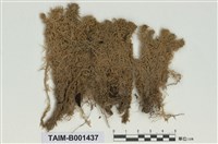 藏品(喙葉泥炭苔)的圖片